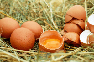 달걀 상자의 다양한 라벨과 인증의 의미